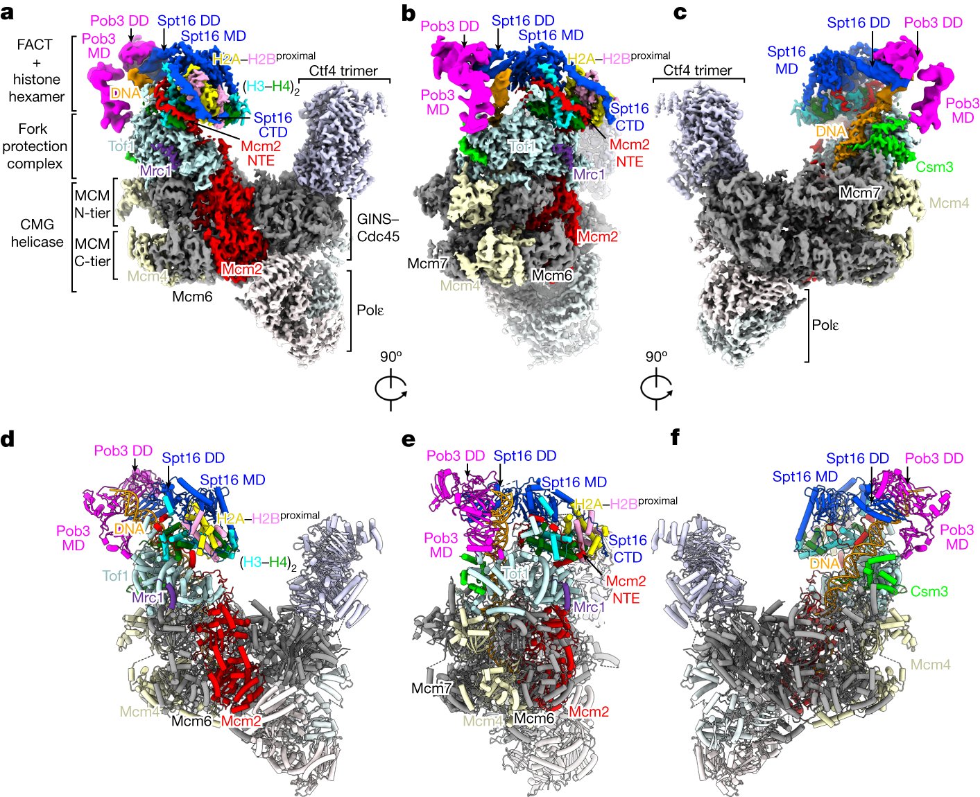 TCR_Miller's tweet card. Nature - Structures of the yeast replisome associated with the FACT complex and an evicted histone hexamer offer insights into the mechanism of replication-coupled histone recycling for maintaining...
