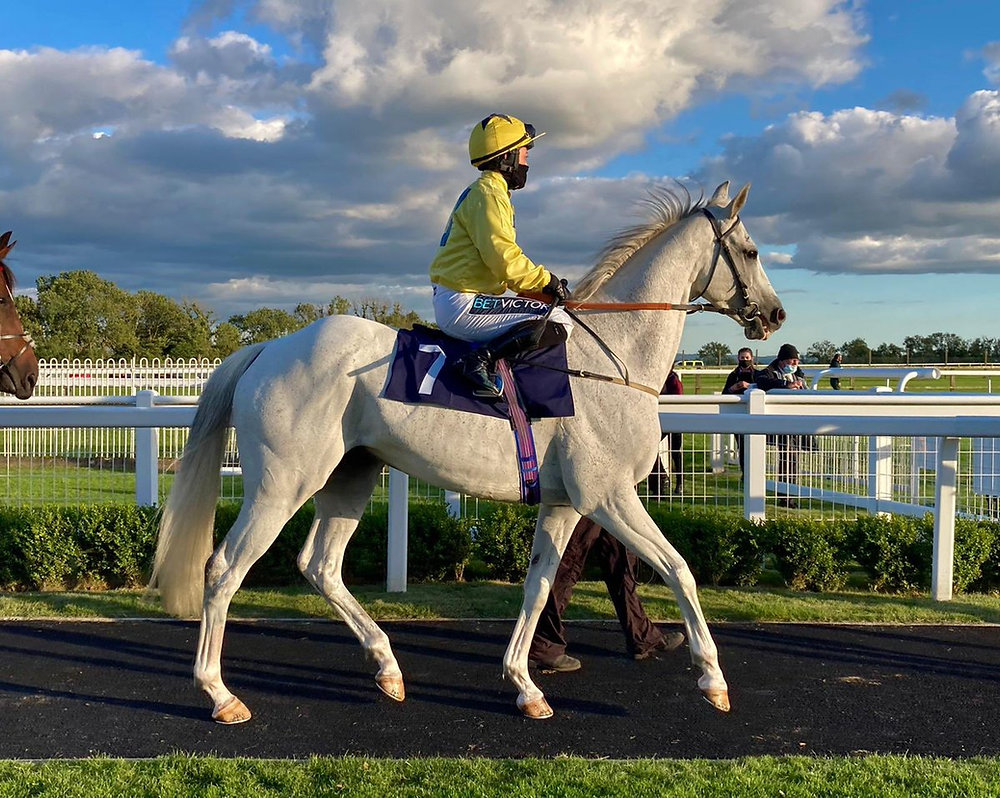 CollingsBerry's tweet card. Roy Rocket, the one time co-record holder for the most number of wins at Brighton, has died. He was 11.That’s the style in which I would normally start an obituary, for a horse or human who has left...