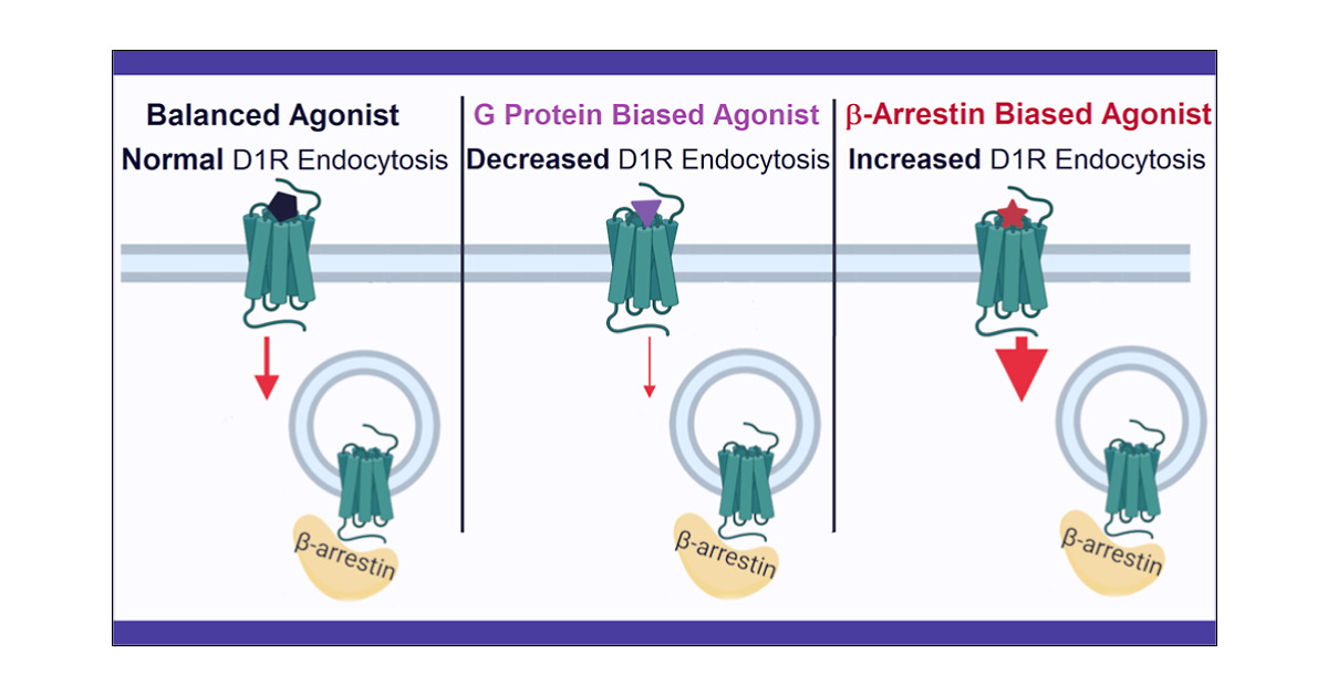 jainmk6's tweet card. The dopamine D1 receptor (D1R) has fundamental roles in voluntary movement and memory and is a validated drug target for neurodegenerative and neuropsychiatric disorders. However, previously develo...