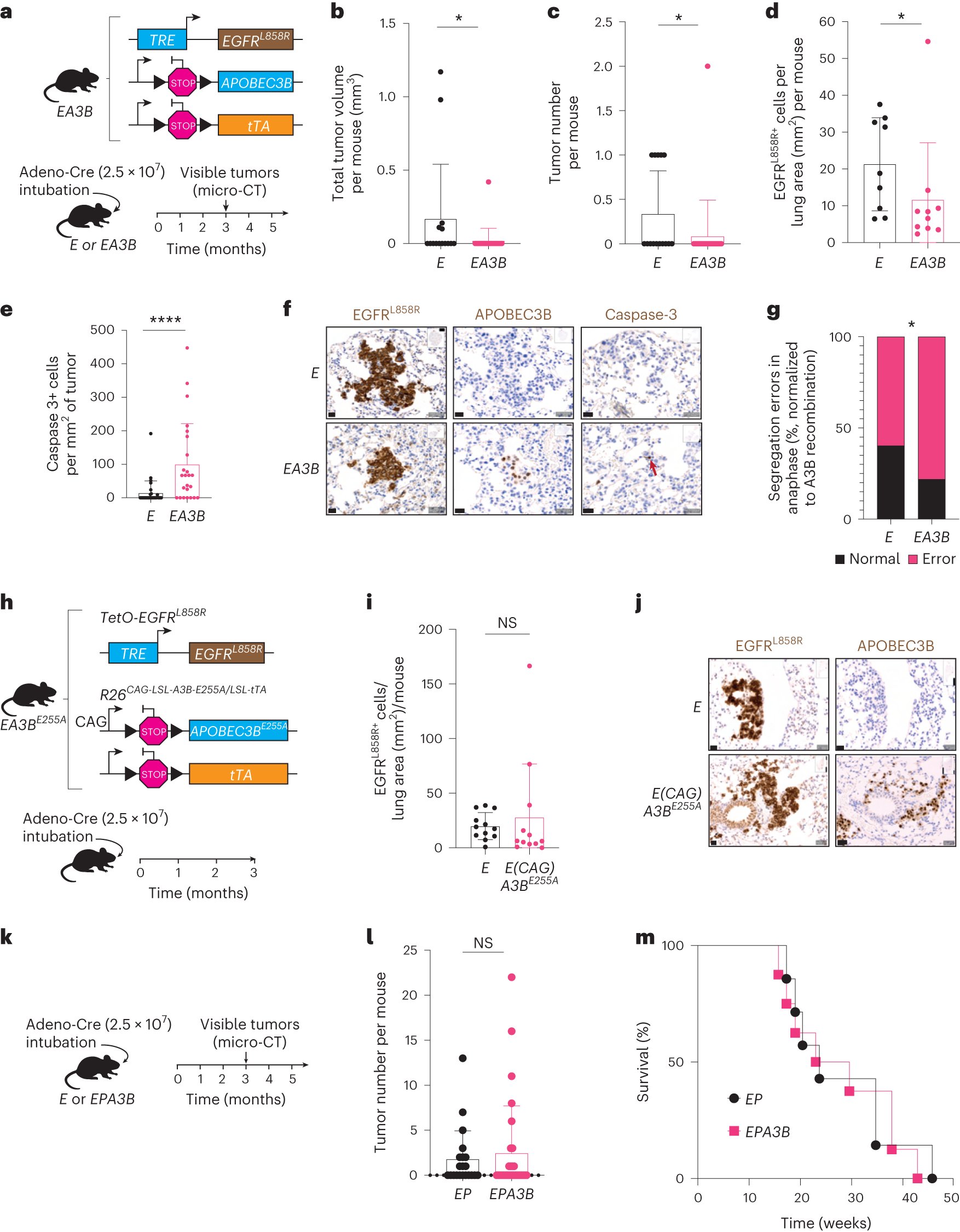 BivonaLabUCSF's tweet card. Nature Genetics - Analyses of in vivo models, cell lines and patient-derived samples show that apolipoprotein B mRNA-editing catalytic subunit 3B (APOBEC3B) not only restrains lung tumor initiation...