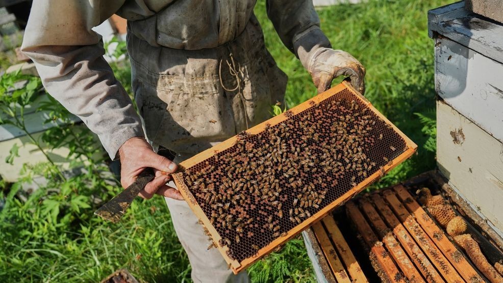KATUNews's tweet card. Sweat covers Isaac Barnes's face under his beekeeper's veil as he hauls boxes of honeycomb from his hives to his truck.