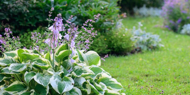countrylivinguk's tweet card. Avoid these July gardening mistakes and watch your outdoor areas thrive
