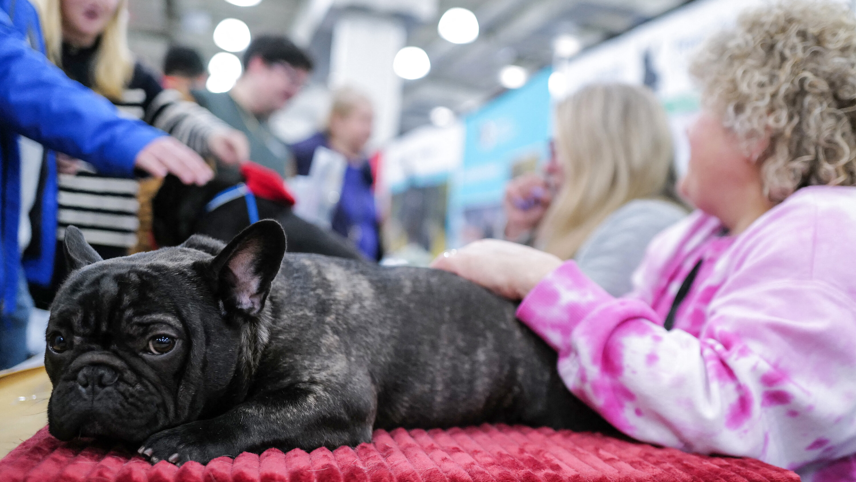 KennyTorrella's tweet card. The animal rights group argues that the standards the kennel club promotes for several dog breeds, including America’s most popular one, cause physical deformities.