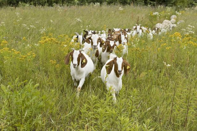 SarajevoTimes's tweet card. The Ministry of Agriculture and Forestry reported on Tuesday that the Slovenian competent veterinary authority informed via its website on Friday of the official confirmation of bluetongue disease in...