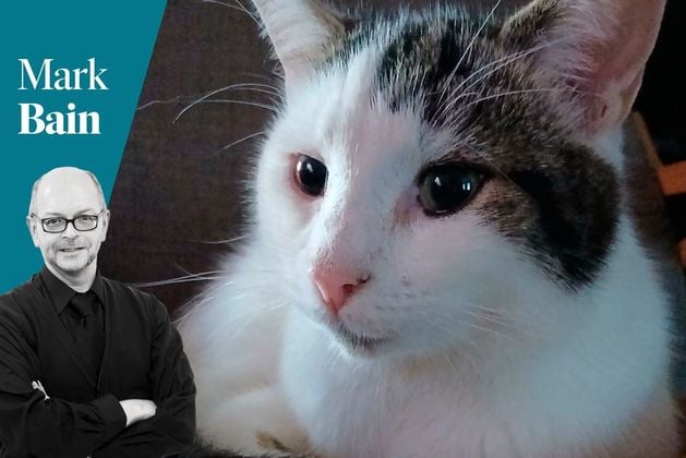 BelTel's tweet card. This is Benny. Yes, Benny is a cat. I can’t really, categorically, 100% say he is ‘my’ cat. We never really ‘own’ a cat. But he’s as close to ‘my cat’ as I...