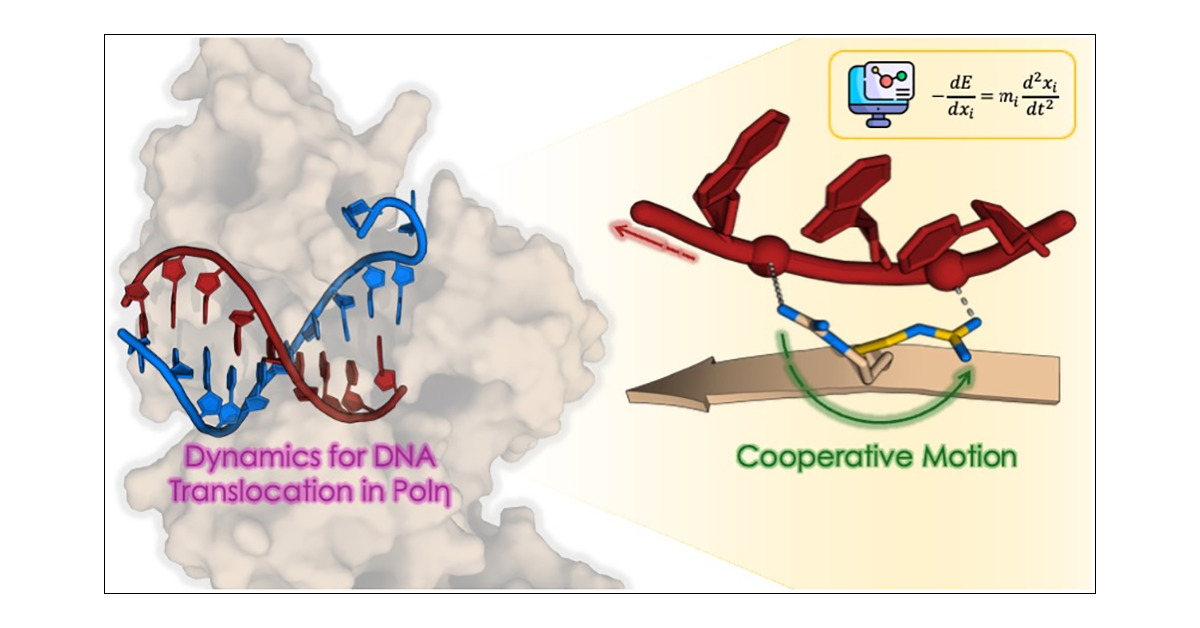 devivo_marco's tweet card. The translocation of DNA in polymerase (Pol) enzymes is a critical step for Pol-mediated nucleic acid polymerization, essential for storing and transmitting genetic information in all living organi...