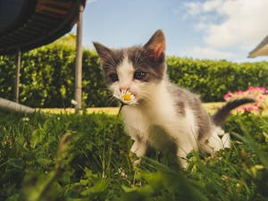 Ipkat's tweet card. After NIO lost its trade mark battle with Audi before the Higher Regional Court of Munich regarding its model designations ‘eS6’ and ‘eS8’ (...