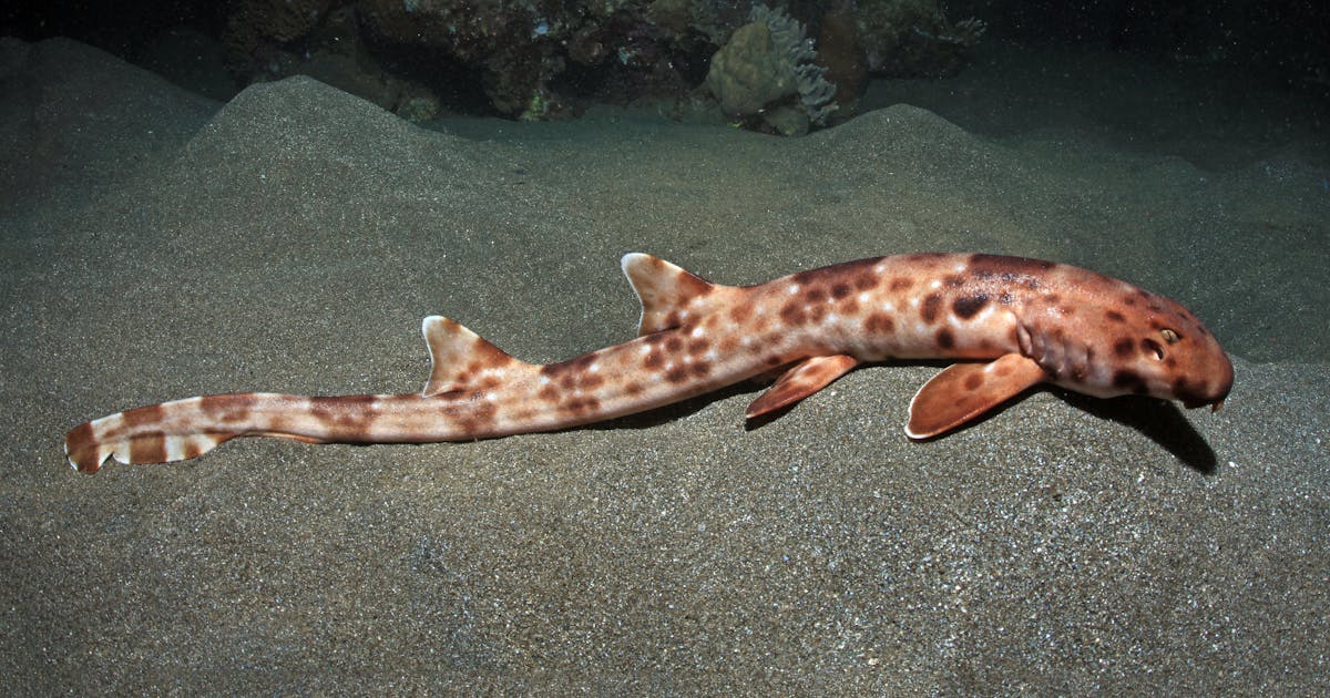 ConservationOrg's tweet card. The Indonesian government has granted six species of threatened “walking sharks” the highest level of protection — a move experts hope will lead to the conservation of other sharks, whose numbers...