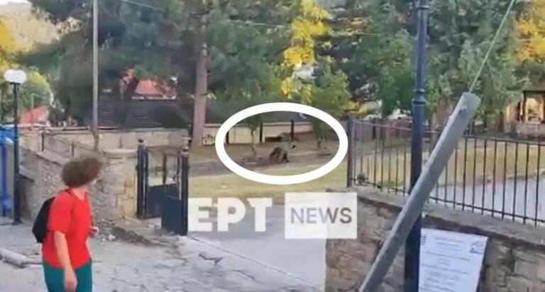 ekathimerini's tweet card. A bear wandering into the courtyard of a secondary school in the village of Nestorio, in northern Greece’s Kastoria region, sparked alarm among residents, local media reported on Wednesday.