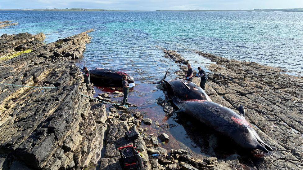 MC_org's tweet card. The three northern bottlenose whales were discovered on Monday morning by a local dog walker.