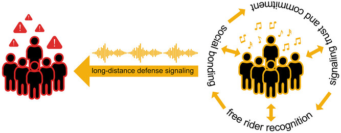 NYASciences's tweet card. The function of pitch matching between hominins as a means of long-distance deterrence of conspecifics is proposed. The evolution of different abilities related to pitch production and recognition...