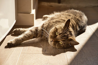 Ipkat's tweet card. Sunbathing position required to secure the perfect tan While summer and summer holidays are in full swing in the northern hemisphere, IP new...