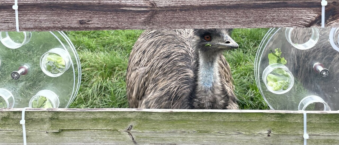 DrFayClark's tweet card. For the first time, Palaeognath birds (the ancestral bird grouping containing large, flightless birds like ostriches and emus) are shown to be capable of technical innovation, inventing new behaviour...