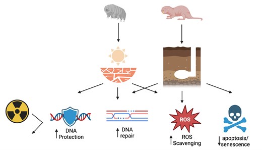 TardigradaN's tweet card. Abstract. Ionizing radiation is a potent environmental mutagen, producing damaged bases and single and double-stranded DNA breaks. Acute high-dose radiatio