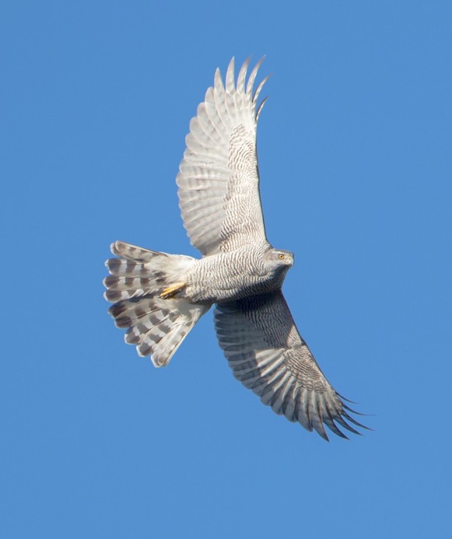 HsaChair's tweet card. A trial date has been set for a Scottish gamekeeper who has been charged with killing a Goshawk on a Perthshire shooting estate last year (see here). Goshawk photo by Pete Walkden The alleged incid…