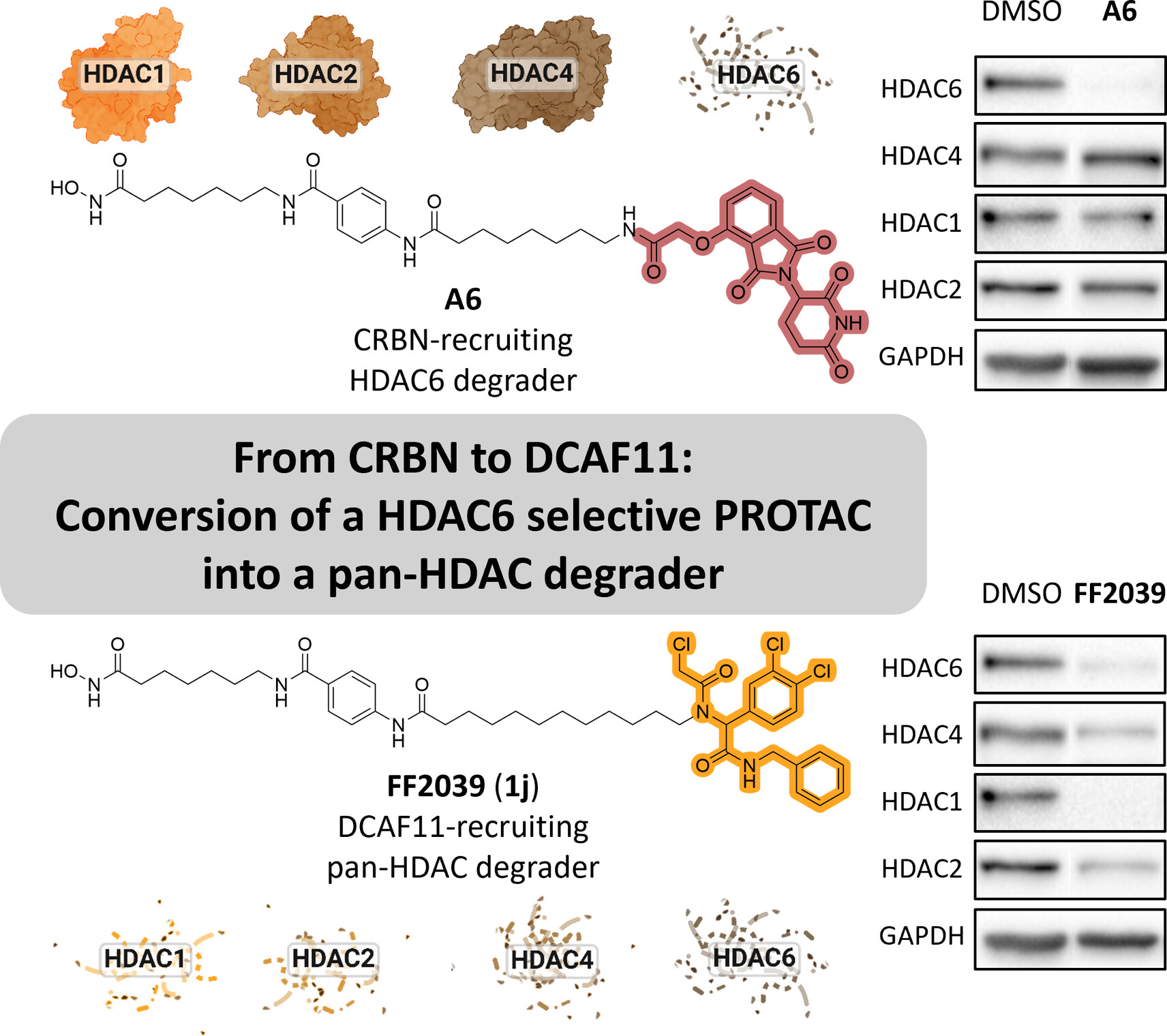 FKH_Lab's tweet card. This study introduced DCAF11 as an E3 ligase for PROTAC-mediated histone deacetylase (HDAC) degradation. By replacing cereblon with DCAF11 as recruited E3 ligase, a selective HDAC6 degrader (A6) was...