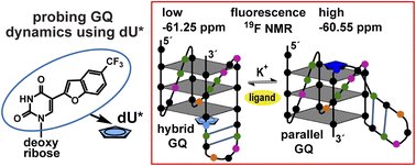 NACB_IITB's tweet card. Paucity of efficient probes and small molecule ligands that can distinguish different G-quadruplex (GQ) topologies poses challenges not only in understanding their basic structure but also in...