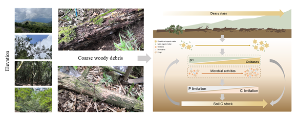 FunEcology's tweet card. Fanxi Peng, Xia Xu, Wei Fan, Yan Zhu, Chenghui Ju, Wenfang Liu, Xiaochou Chen, Qinghong Geng, Xiangjin Li, Junyi Xie This is a plain language summary of a Functional Ecology research article which …