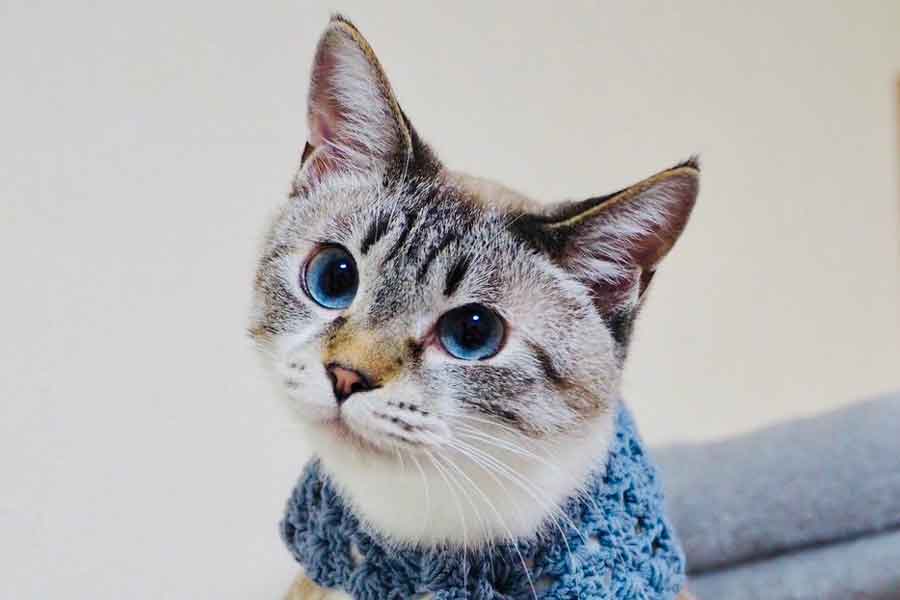 Nyanko_Pot's tweet card. ねこは好奇心旺盛な動物。水の入ったグラスを見つけると“手”を入れて、つい触ってみたくなるのかもしれません。X（ツイッター）では、グラスの水をちょんちょんと触ったあと、濡れた“手”を飼い主さんの指で丁寧に拭くねこが話題になっています。「あまりにもかわいくて、遊んでいるのを止められませんでした」という飼い主さんの投稿に、多くの人が癒やされているようです。詳しいお話を伺いました。