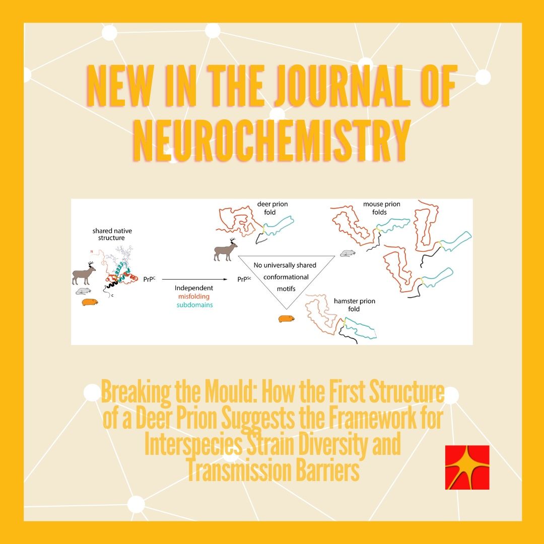 LabManka's tweet card. 🧠 A new Open Access review by Szymon W. Manka, published in JNC, explores a major step forward in prion research.   Until now, most structural studies focused on rodent-adapted scrapie strains. This...