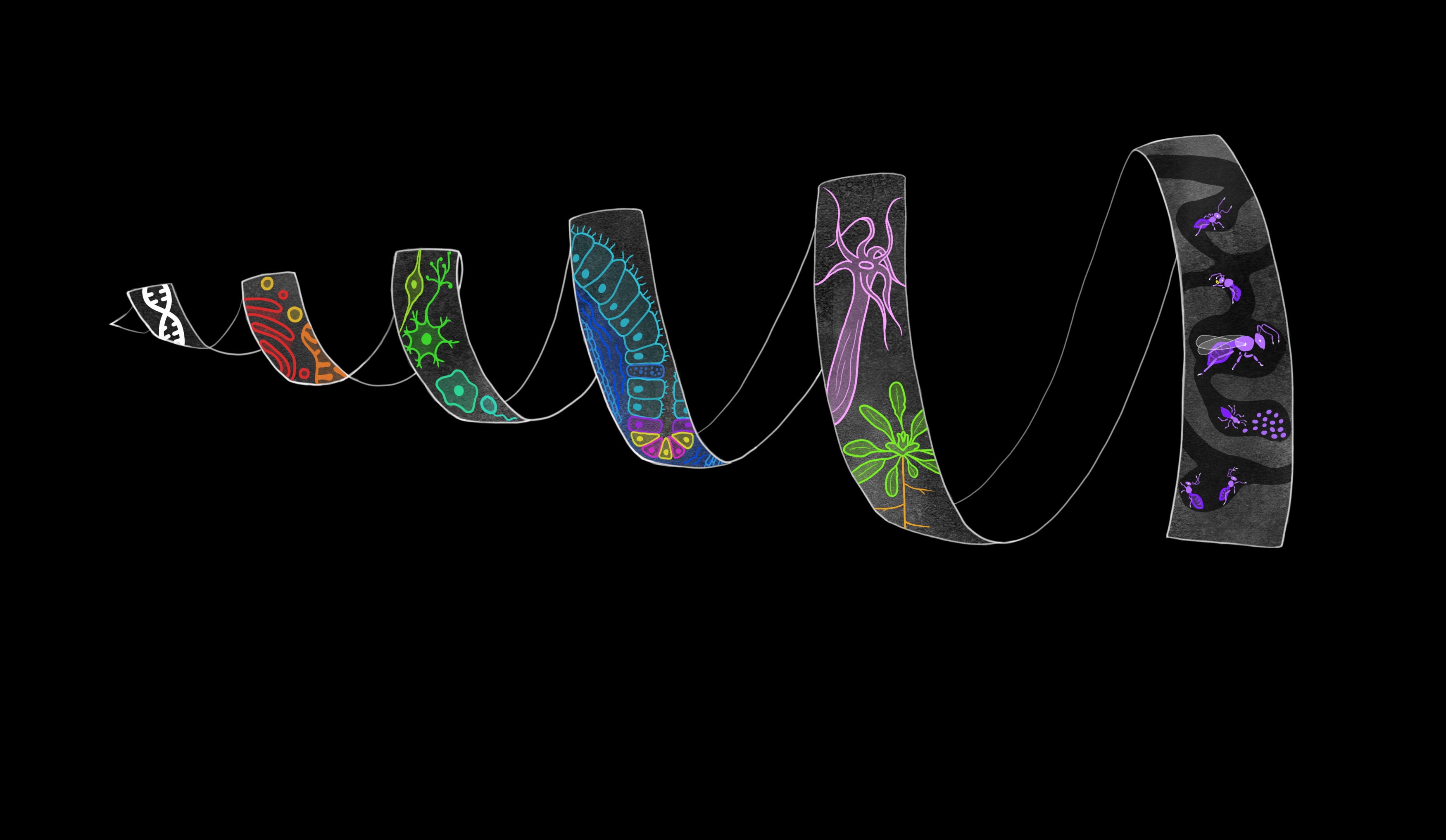 VeniceEvoDevo's tweet card. Biological systems comprise multiple levels of organization , from molecules, organelles, and cells, to the multi-cellular structures that form whole tissues, organisms, and ultimately societies and …
