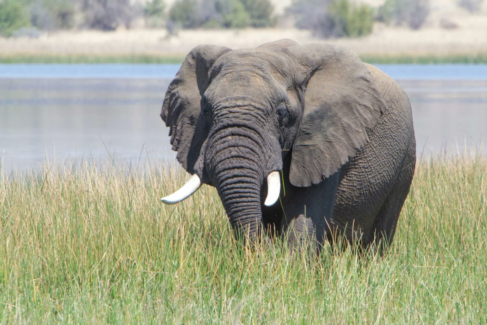GetawayMagazine's tweet card. What starts as a calm river scene in Zambia takes a wild turn when an elephant follows and flips a boat with people inside.