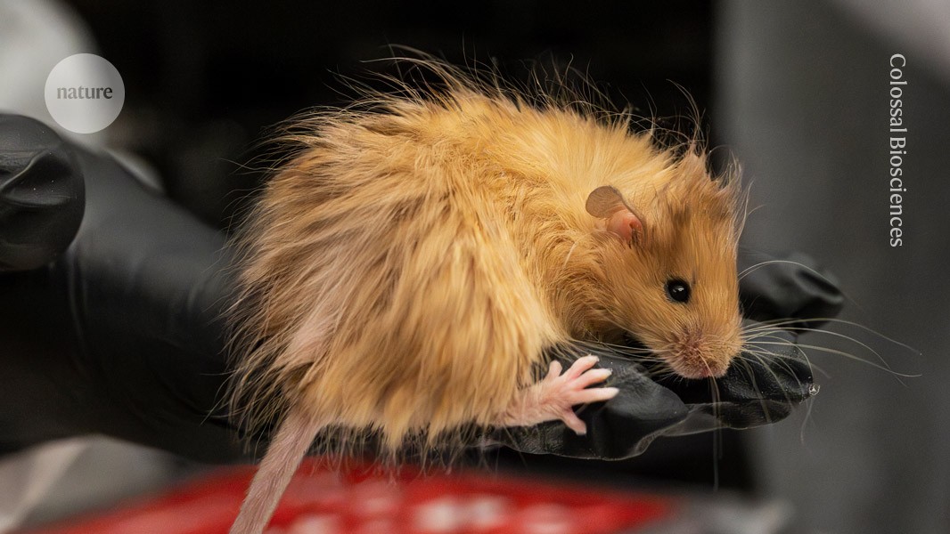 t_rayon's tweet card. Nature - De-extinction company Colossal mixed mammoth and mouse mutations in a single strain to create a shaggy-haired rodent.