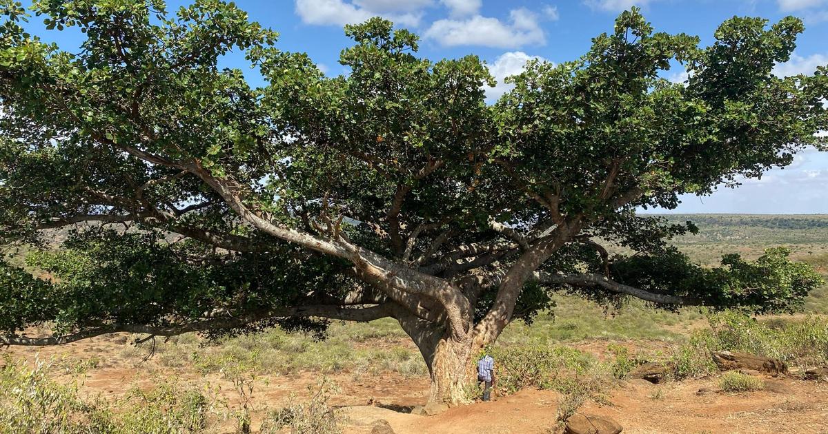 alaurefremont's tweet card. DÉCRYPTAGE - Une équipe de chercheurs a découvert des arbres fruitiers capables de convertir le carbone atmosphérique en minéral, le séquestrant ainsi de façon plus pérenne.