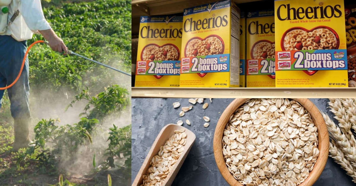 BarbaraOneillAU's tweet card. Recent research has revealed alarming levels of a harmful pesticide, chlormequat, in oat-based foods commonly consumed in the U.S. This chemical, though banned for domestic use on food crops like...