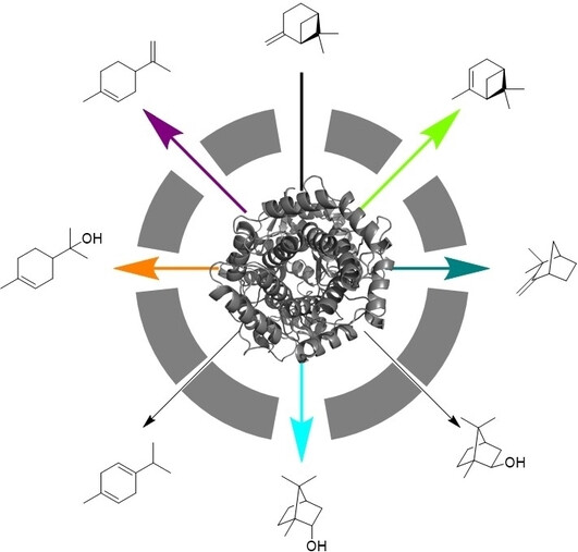 Stephan_Hammer's tweet card. Carbocation-based rearrangements are vital for terpene versatility. AacSHC triterpene cyclase from Alicyclobacillus acidocaldarius acted as a promiscuous catalyst for multiple monoterpene rearrange...