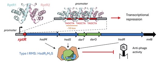 BlowerLab's tweet card. Abstract. Bacteria encode a panoply of defence systems to overcome phage infection. In recent years, over 100 defence systems have been identified, with th