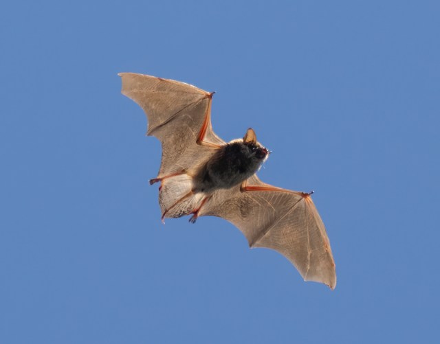 PennNeuroKnow's tweet card. Studying bats helps us understand how the brain processes and sorts sounds into categories.