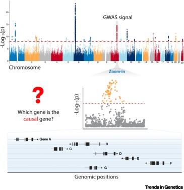 jyang1981's tweet card. Genome-wide association studies (GWASs) have identified numerous genetic loci associated with human traits and diseases. However, pinpointing the causal genes remains a challenge, which impedes the...