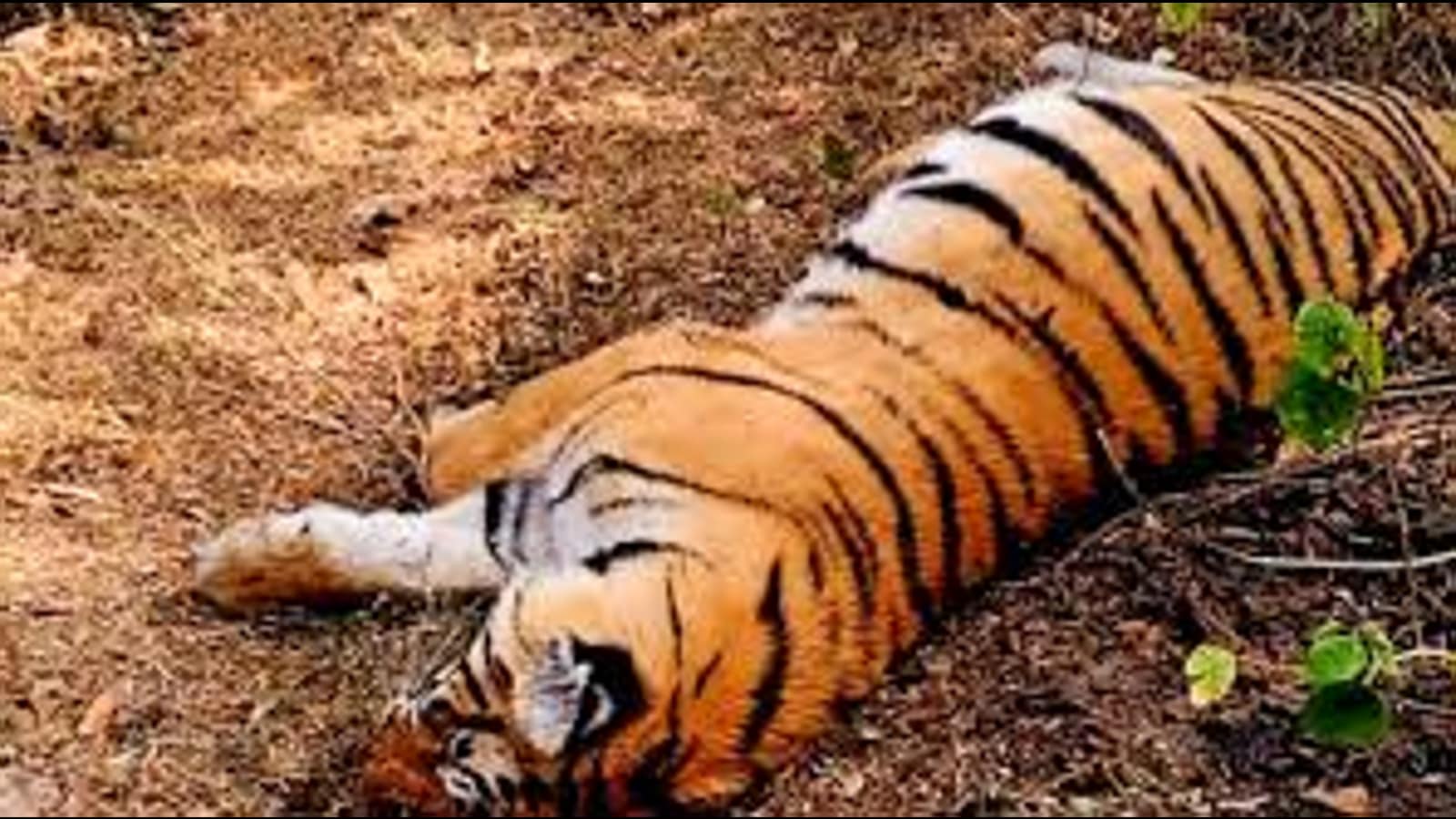 Paiganesh905Pai's tweet card. The court noted that in MM Hills Wildlife Sanctuary, where a tigress and four cubs died, 80% of forester and forest watcher posts were lying vacant