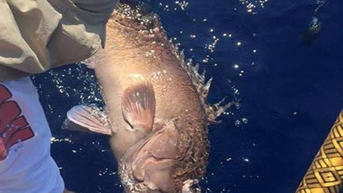 RHHerald's tweet card. Evidence against commercial fisherman Don Rynn included video clips, witnesses in the commercial fishing business and experts testifying how overfishing certain species hurts everyone.