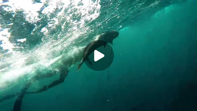 BCP229's tweet card. Benthic Spearfishing (@benthic_spearfishing) • Instagram video