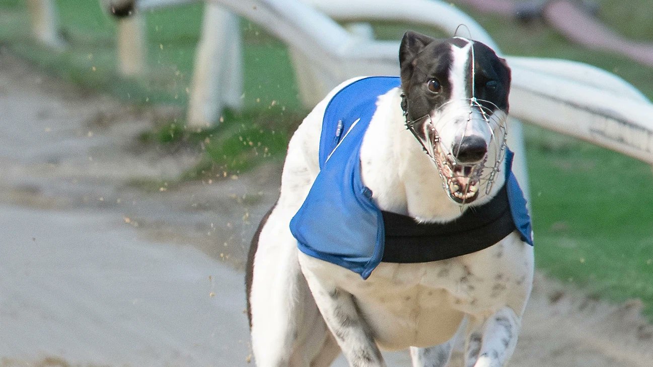 GreyhoundNewsUK's tweet card. Droopys Aladdin regained the winning thread at Swindon on Tuesday night.