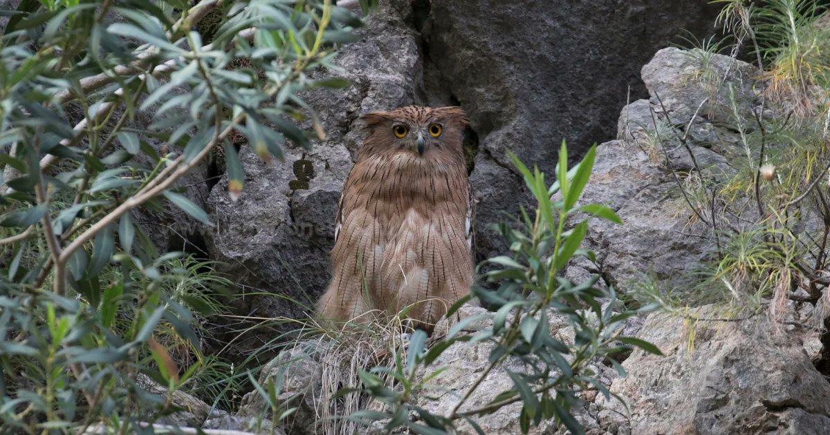 BirdGuides's tweet card. Only 50-80 pairs of Brown Fish Owl remain in Türkiye, according to a new study by Doğa Derneği. Confined to forested valleys of the Taurus Mountains, the species is threatened by deforestation,...