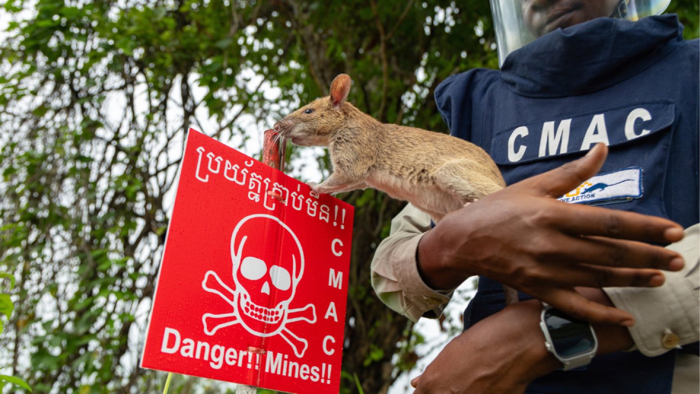 herorats's tweet card. African giant pouched rats have such a keen sense of smell, they are being used to detect landmines across Cambodia.