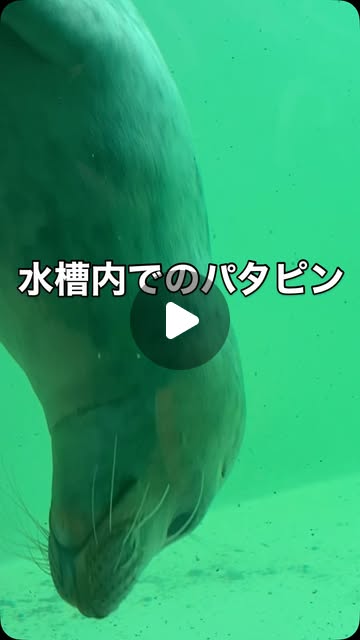 Seallover_Emily's tweet card. Emily the seal lover (@seallover_emily) • Instagram reel