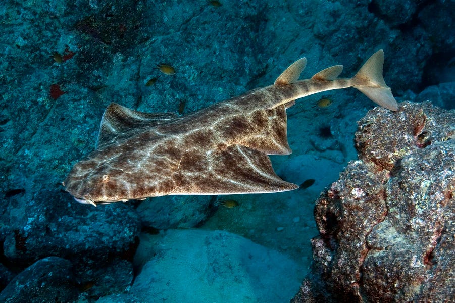 LancasterPress's tweet card. As ocean temperatures rise, female angelsharks are skipping breeding grounds to avoid heat stress, disrupting reproduction in an already Critically Endangered species.