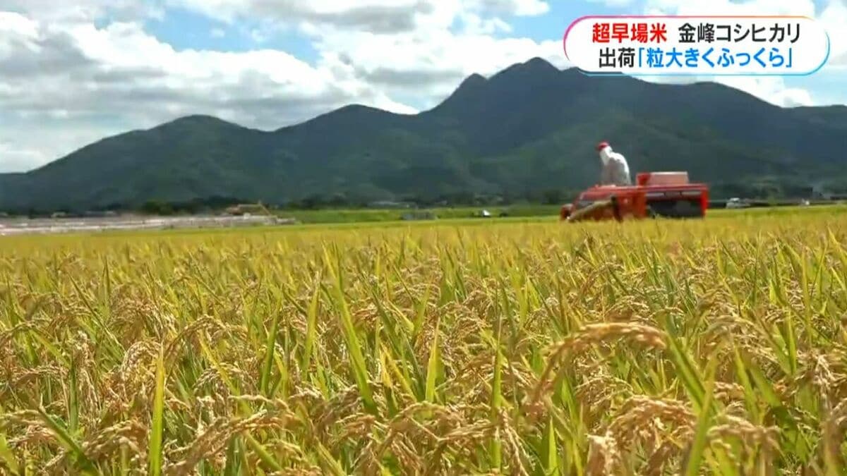 MBC_newsnow's tweet card. 超早場米の産地、鹿児島県南さつま市金峰町で新米の出荷が始まり、出発式が行われました。南さつま市金峰町で行われた出発式には、生産者やJA関係者らおよそ50人が参加しました。JAさつま日置によりますと、「金峰… (1ページ)