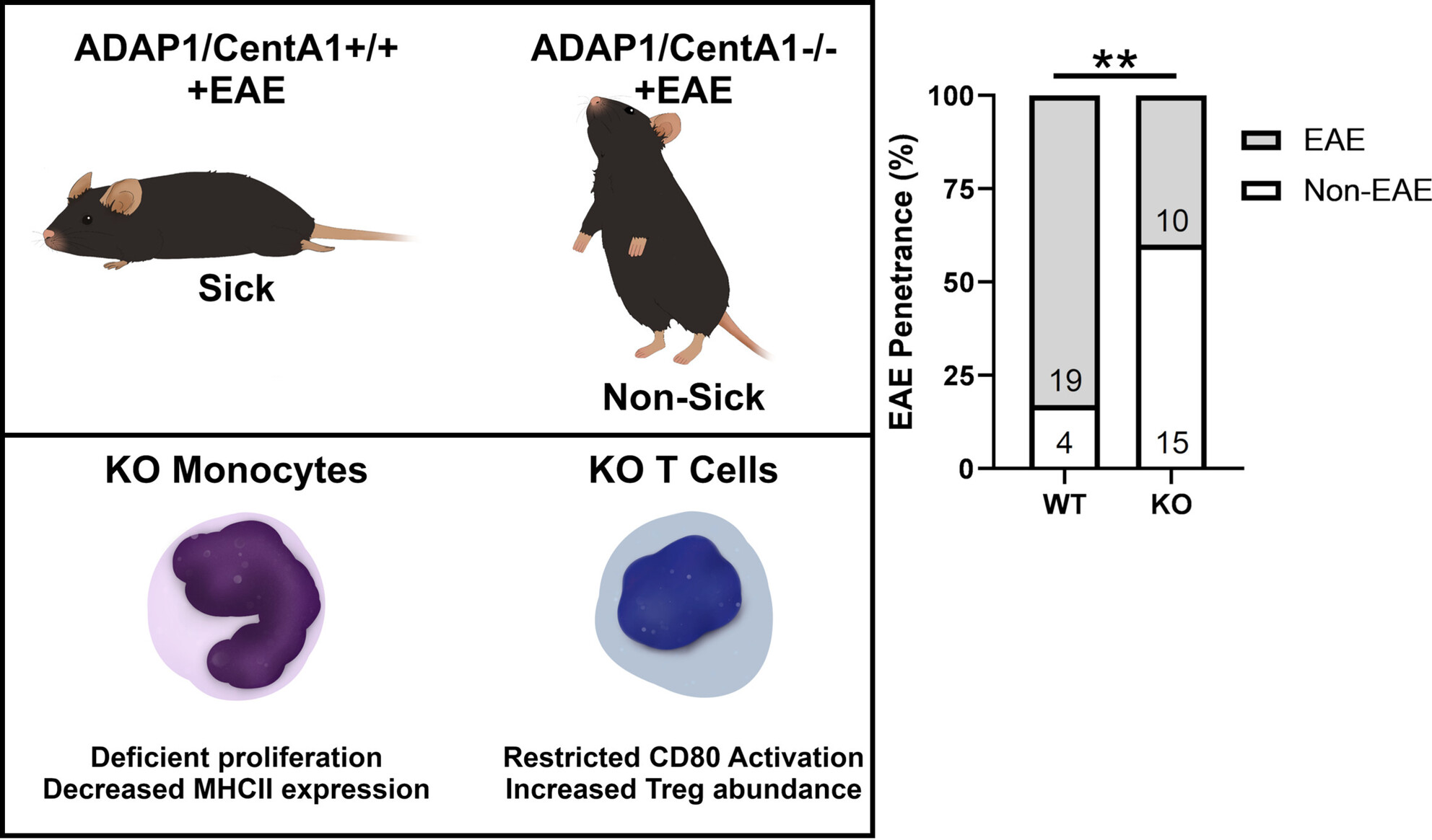 DidonnaLab's tweet card. ADAP1/CentA1 is an actin-binding protein highly expressed in neurons. Our study describes a novel immunomodulatory function for ADAP1/CentA1 in the context of autoimmune demyelination. Mice lacking...