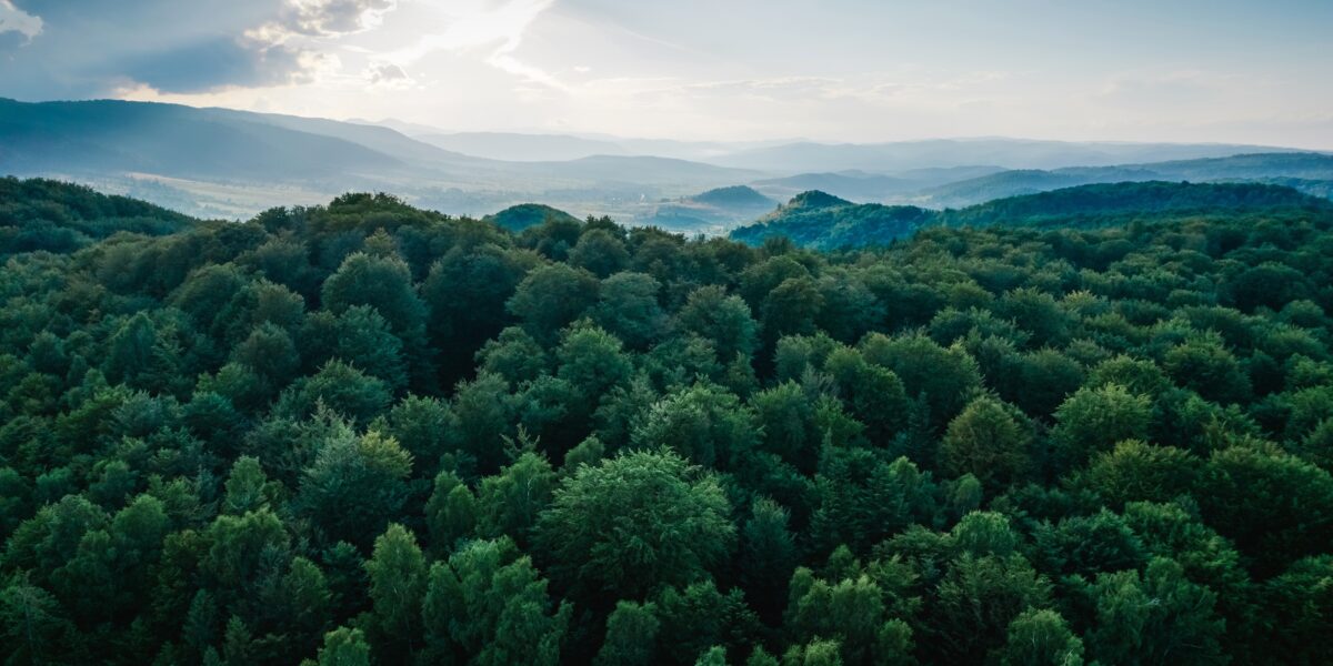 TonyJuniper's tweet card. Just last week, the world received yet another wake-up call when it was revealed ﻿that the pace of forest loss globally accelerated again.