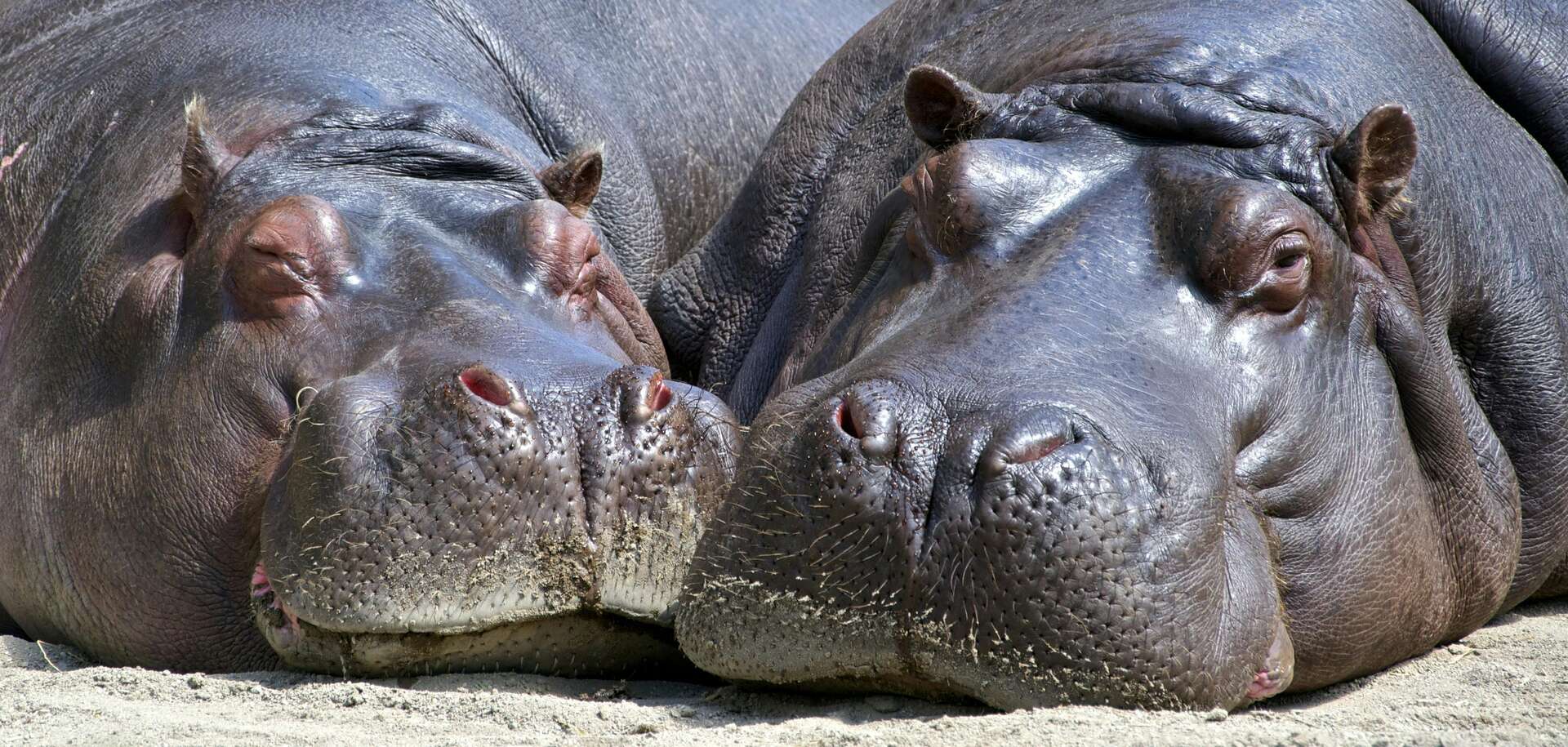 futurasciences's tweet card. Est-il vrai que le lait des hippopotames est rose ? C’est le genre de fun fact qu’on adore sortir à l’apéro : « Tu savais que le lait de l’hippopotame est rose ? ». Tout le monde arrête de mâcher...
