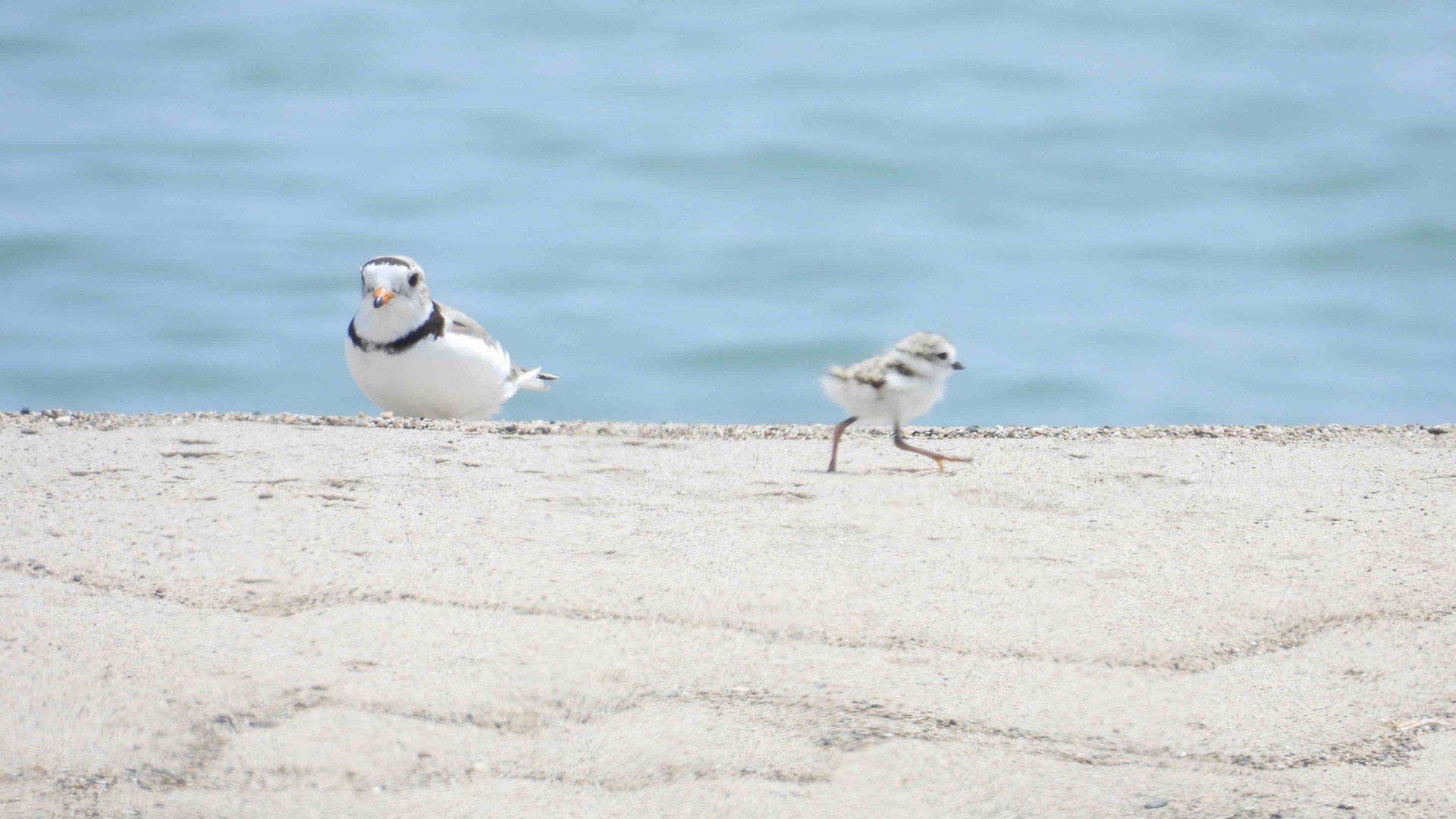 wttw's tweet card. Aster was one of four chicks hatched barely a month ago by Blaze and Pepper. It was the pair's second season breeding on a Waukegan beach.