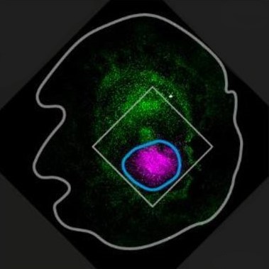preLights's tweet card. Seeing and (not) believing the role of hypoblast in primitive streak induction