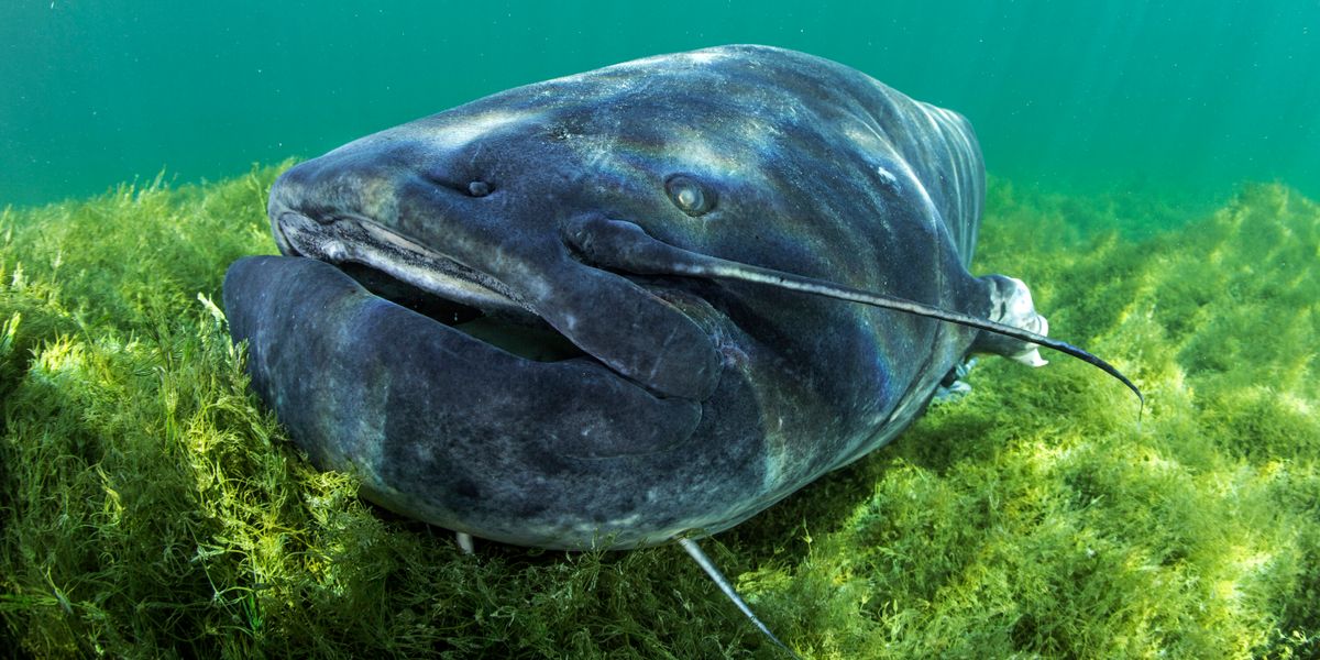 RArlinghausFish's tweet card. In einem Badesee in Mittelfranken haben Welse mehrere Menschen verletzt, ein Tier wurde erschossen. Wie gefährlich sind die Raubfische für den Menschen? Und: Fressen sie wirklich Dackel? Ein Fische...