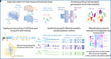 RNASeqBlog's tweet card. Combining chromatin profiling with RNA sequencing in frozen brain tissues reveals how gene regulation varies by cell type, brain region, species, and disease state...