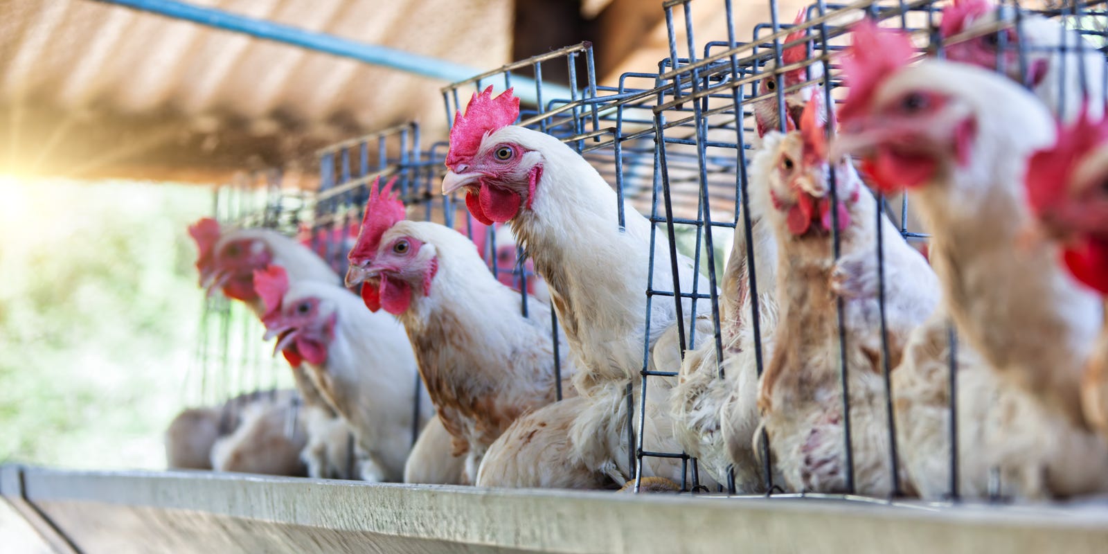 aafp's tweet card. How do you get the bird flu? Here's what medical experts want you to know about prevention and care.